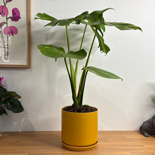 Monstera Deliciosa in Large Oslo Pot Tobacco