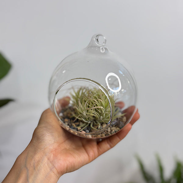 Hanging Glass Terrarium with Tillandsia Air Plant