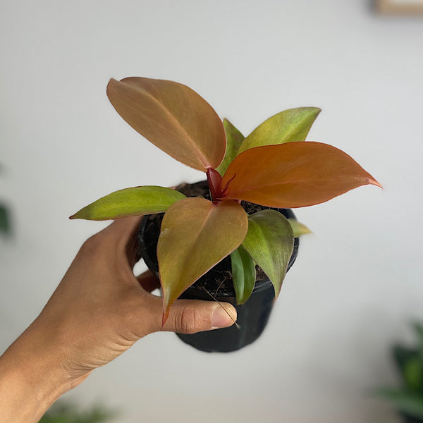 Philodendron Red Sun 100mm