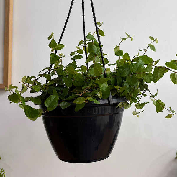 Ficus Pumila Creeping Fig 200mm Hanging