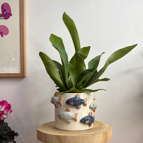 Elkhorn Fern in School of Fish Pot