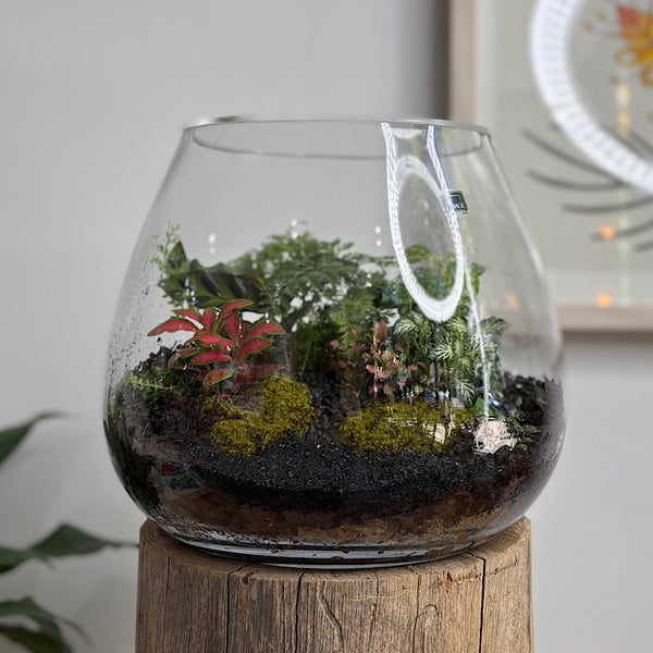 Lush Low Teardrop Terrarium #0912