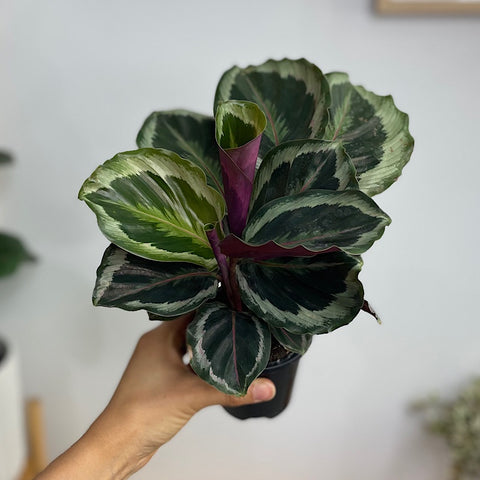 Calathea Shinestar 90mm