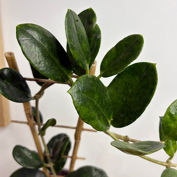 Hoya Pubicalyx 105mm