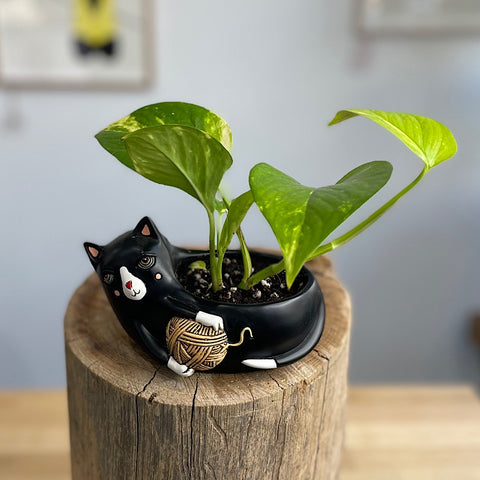 Devil's Ivy in Baby Black Cat with Yarn Planter