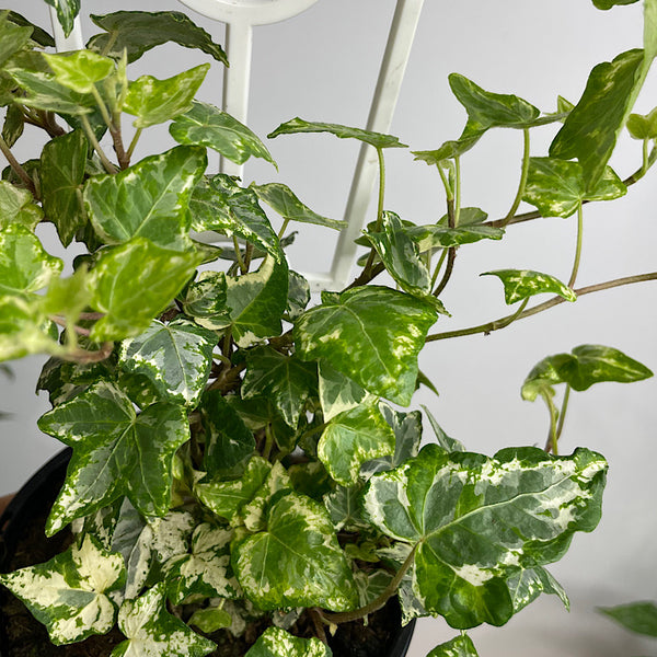 Hedera Helix Camouflage Ivy 120mm