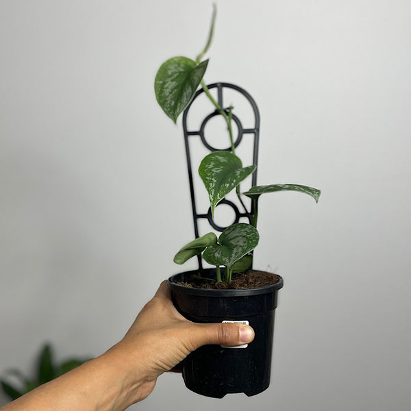 Scindapsus Pictus Silver Satin 130mm