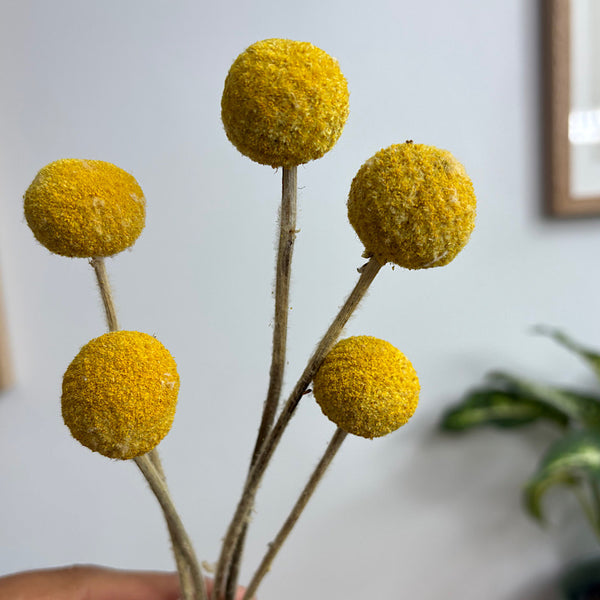 Preserved Billy Buttons
