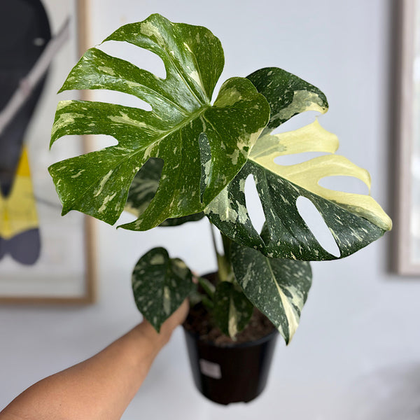 Monstera Thai Constellation Variegated 150mm