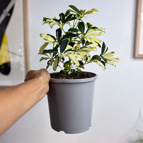 Schefflera Arboricola Variegated Madame De Smet 170mm