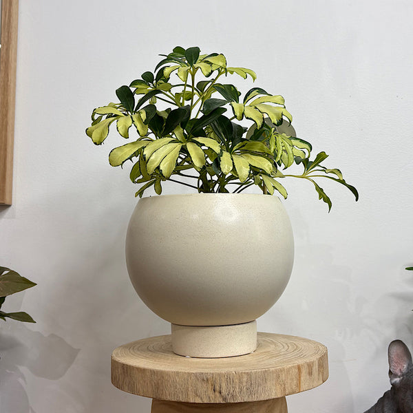 Schefflera Arboricola Madame De Smet in Medium Orbit Pot Oatmeal