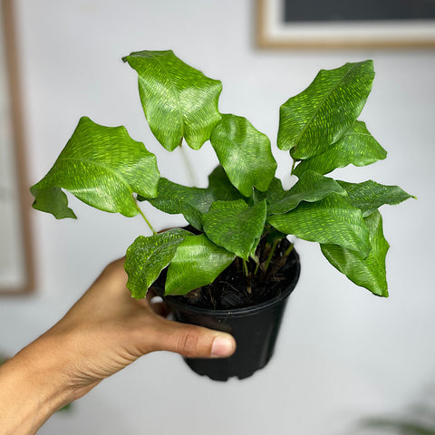 Calathea Musaica 100mm