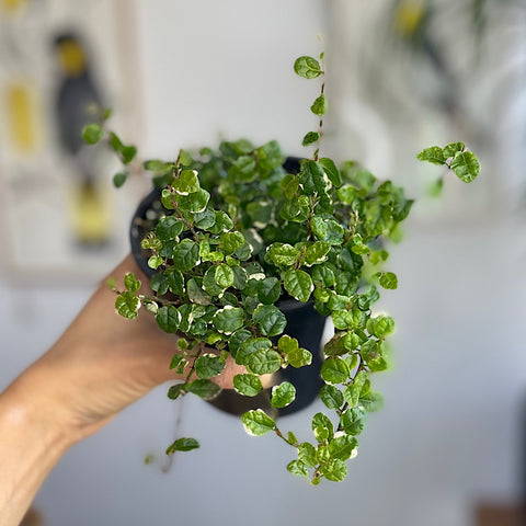 Ficus Pumila Creeping Fig 130mm