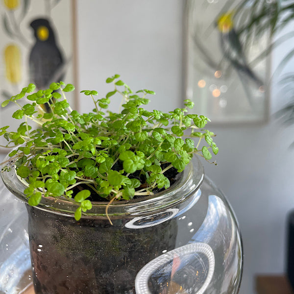 Babys Tears in Small Self Watering Glass Pot