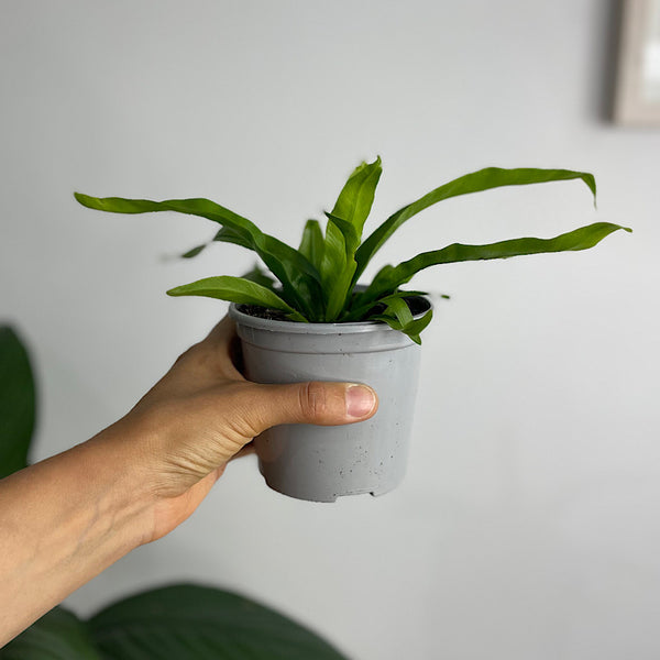 Asplenium Australascium Birds Nest Fern 105mm