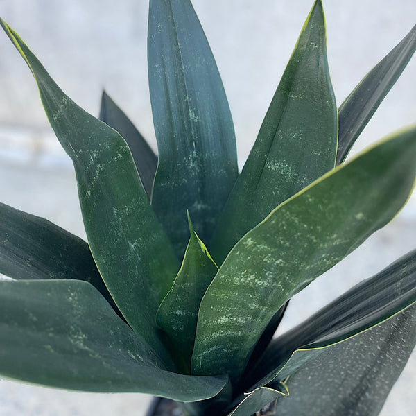 Sansevieria Black Diamond Snake Plant 200mm