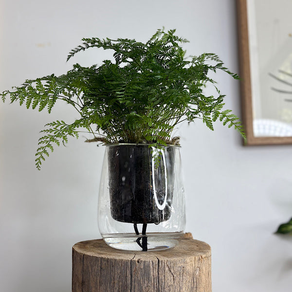 Rabbits Foot Fern in Large Clear Self Watering Glass Pot