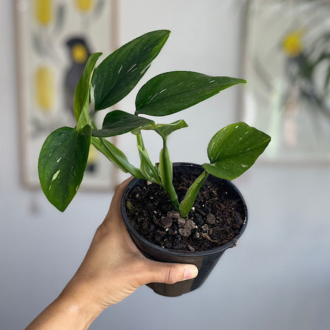 Monstera Standleyana Variegata 130mm