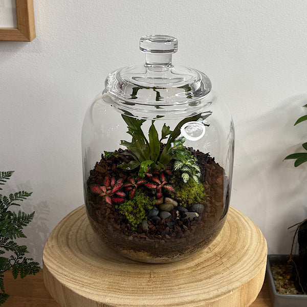 Fern & Fittonia Medium Frida Terrarium
