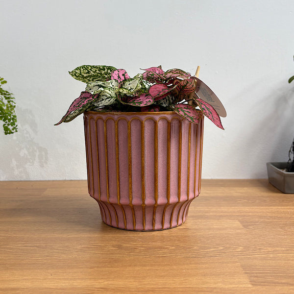 Hypoestes Polka Dot Plant in Medium Pillar Pot Blush