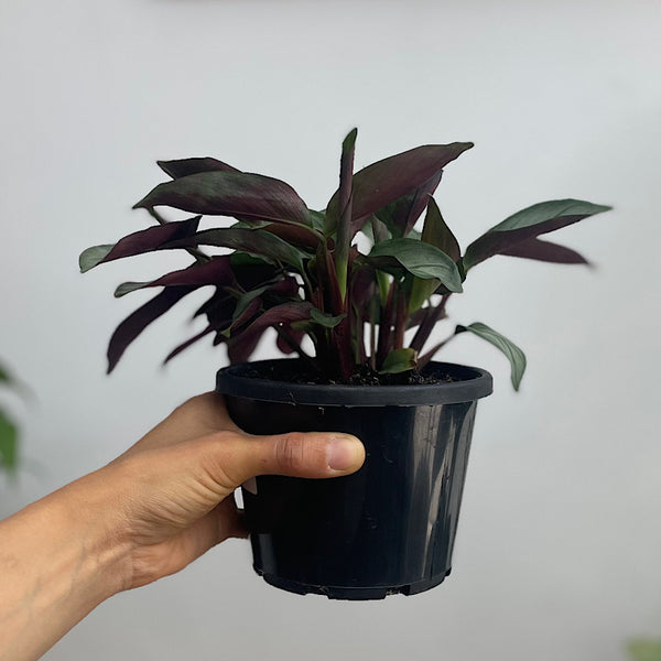 Ctenanthe Grey Star 130mm