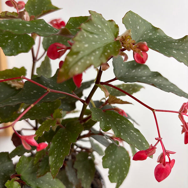 Begonia Medora 120mm
