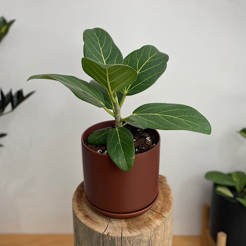 Ficus Audrey in Medium Oslo Pot Cinnamon