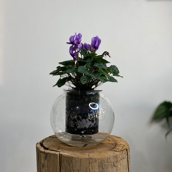 Cyclamen Violet in Medium Self Watering Glass Pot