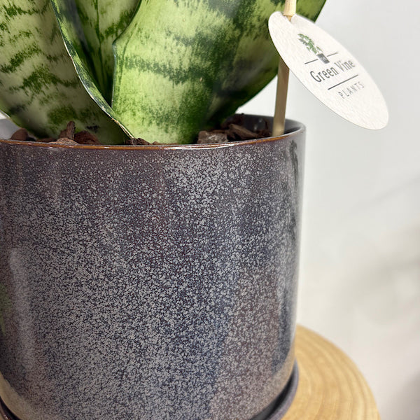 Sansevieria Snake Plant in Medium Oslo Pot Licorice