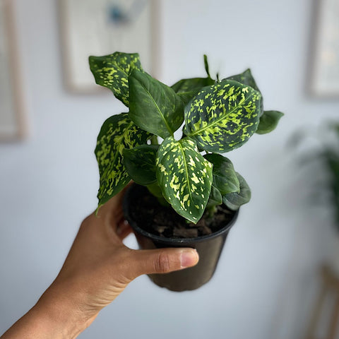 Dieffenbachia Reflector 100mm