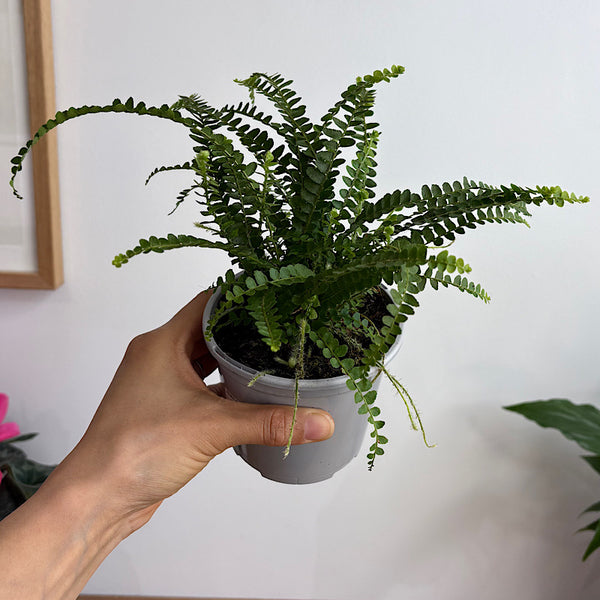 Nephrolepis Cordifolia Duffii Fern 105mm