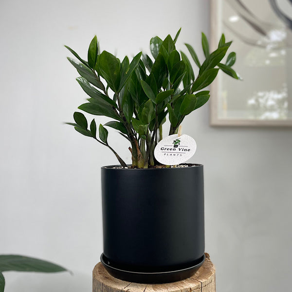 Zanzibar Gem in Large Oslo Pot Black