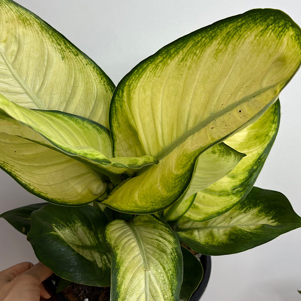 Dieffenbachia Tropic Marianne 200mm
