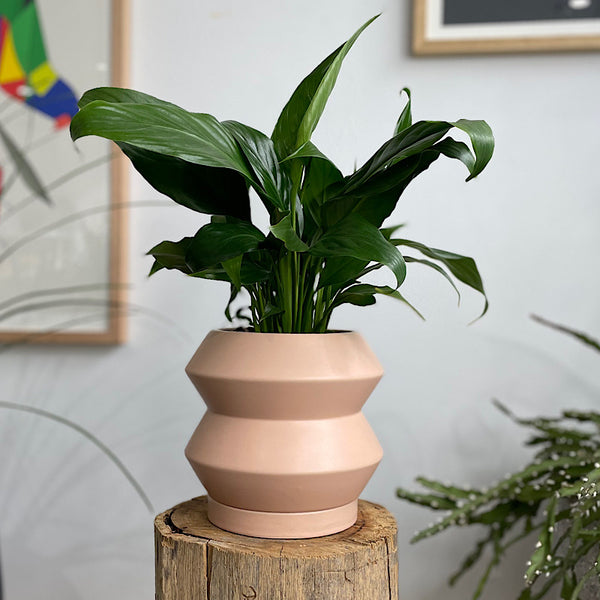 Peace Lily in Hanover Pot Peach