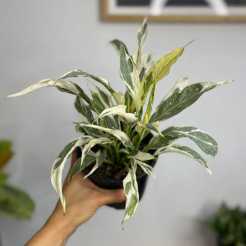 Spathiphyllum Domino Variegated Peace Lily 130mm