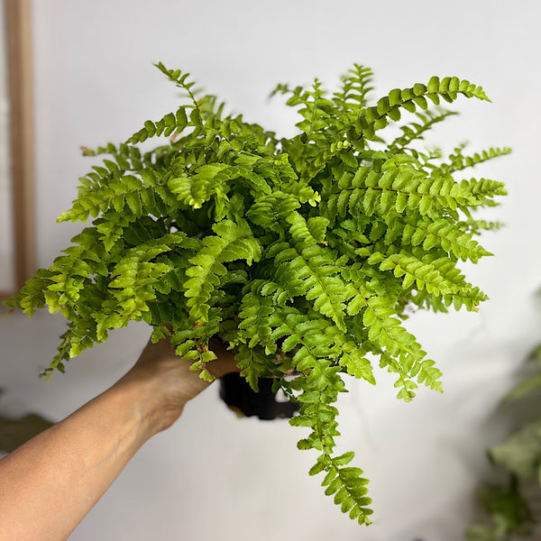 Nephrolepis Boston Fern Pom Pom 100mm