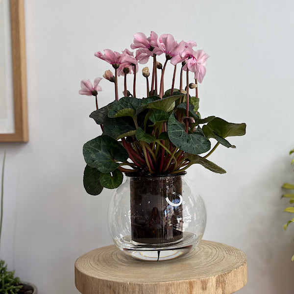 Cyclamen Illusia Pink in Medium Self Watering Glass Pot