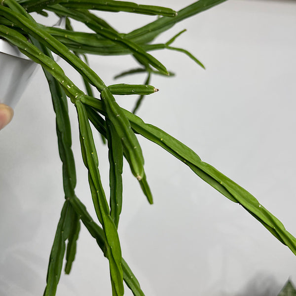Rhipsalis Pentaptera 130mm Hanging