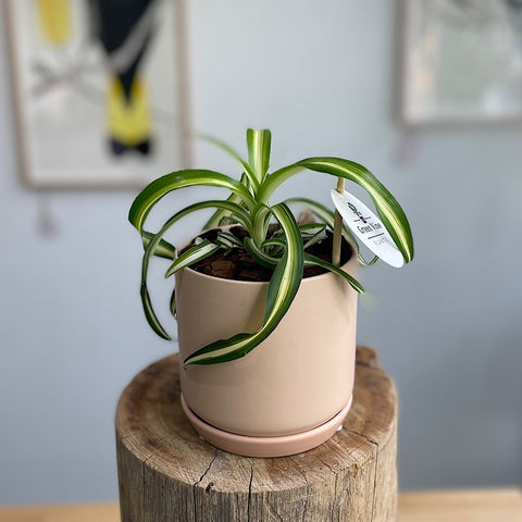 Curly Spider Plant in Small Oslo Pot Peach
