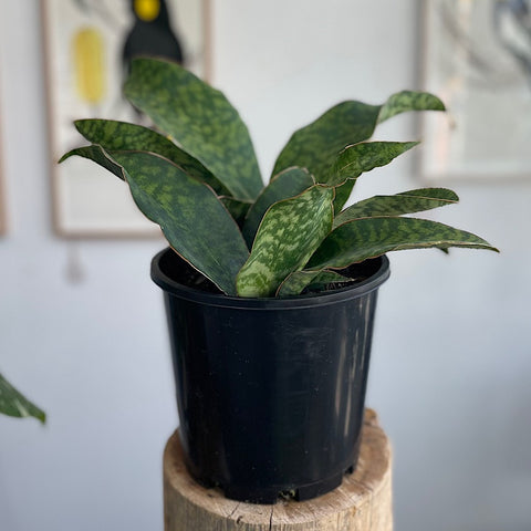 Sansevieria Masoniana Whale Fin 200mm