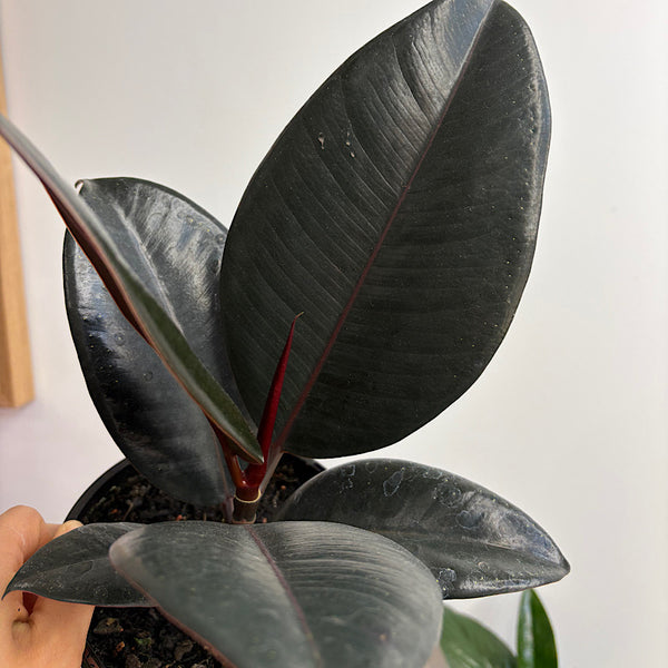 Ficus Elastica Burgundy 140mm