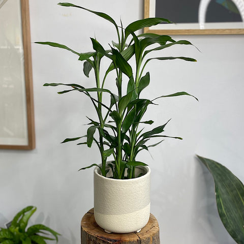 Lucky Bamboo in Medium Mya Pot