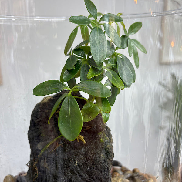 Schefflera Life on the Rocks in Glass Cylinder