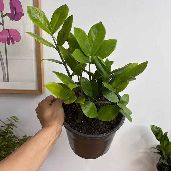 Zamioculcas Zamiifolia Zanzibar Gem 180mm