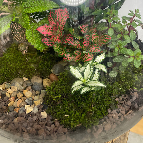 Lush Teardrop Terrarium #0423