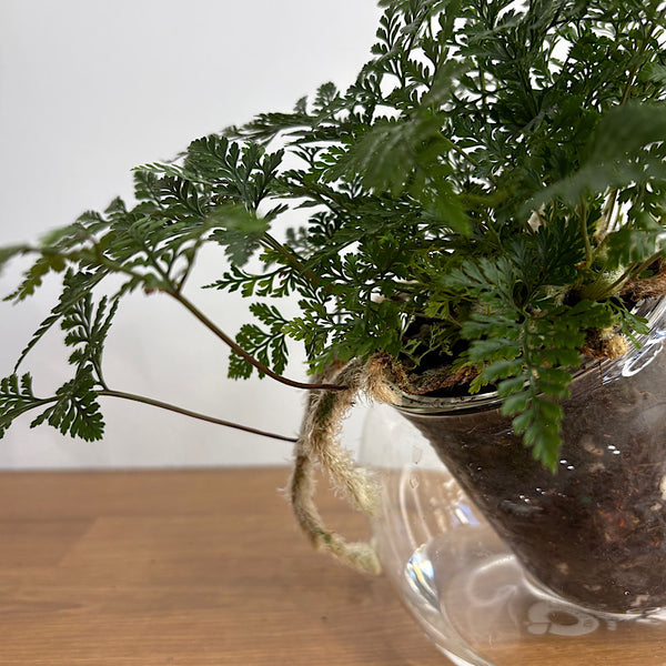 Rabbits Foot Fern in Medium Tilted Self Watering Glass Pot