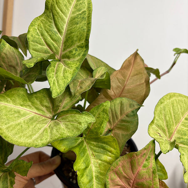 Syngonium Margarita 155mm