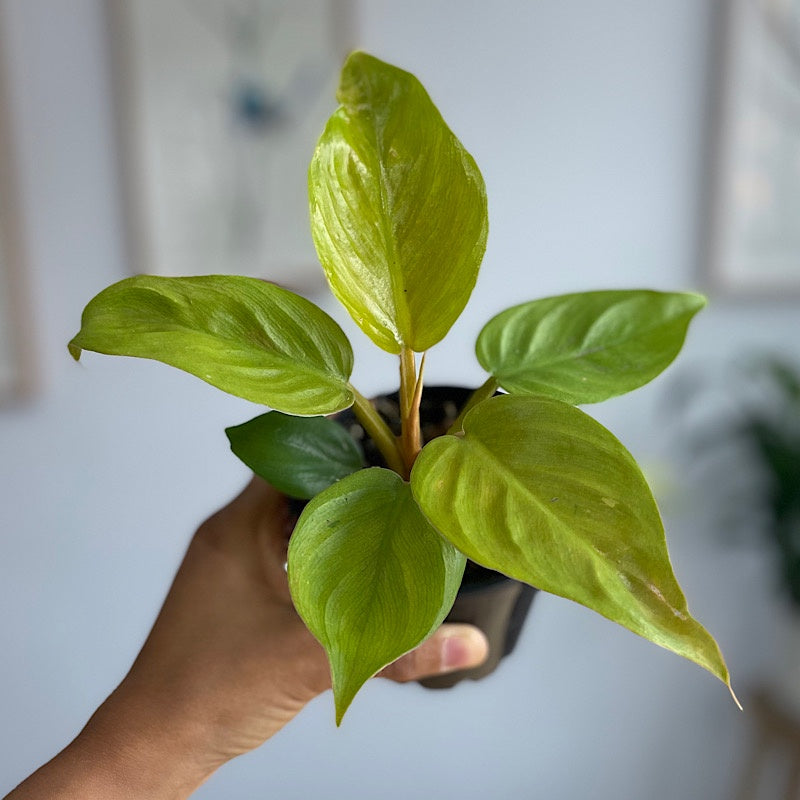Philodendron Golden Melinonii 100mm