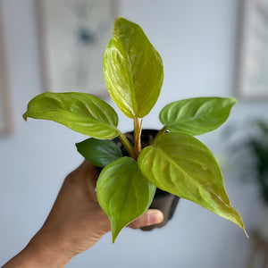 Philodendron Golden Melinonii 100mm