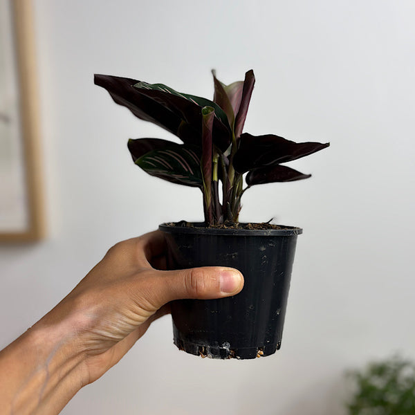 Calathea Sanderiana Pinstripe 100mm
